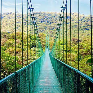 View of a suspension bridge walkway in a Costa Rican cloud forest.