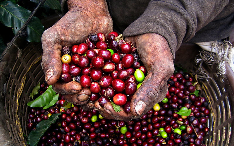 Coffee farmer's hands cradling coffee drupes.