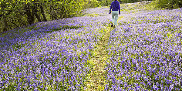 A woman walking through Bluebells growing on a limestone hill in the Yorkshire Dales National Park, UK.